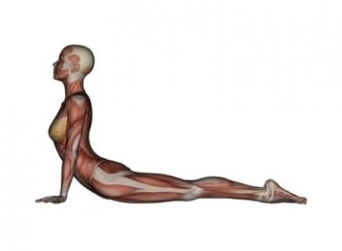 Какие упражнения йоги помогают уменьшить жировую прослойку на животе и боках. 10 поз йоги, чтобы помочь потерять жир на животе