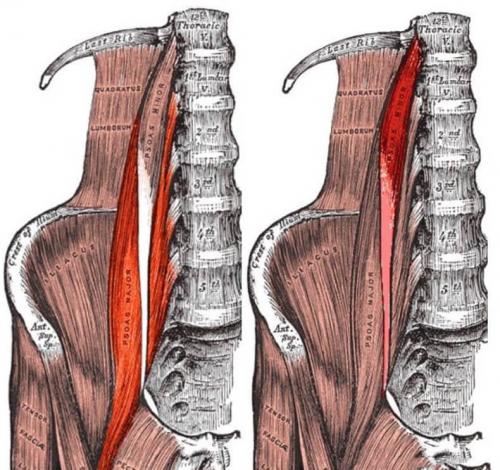 Какие упражнения наиболее эффективны для развития мышц таза и подвздошных мышц. Как растянуть подвздошно-поясничную мышцу упражнения