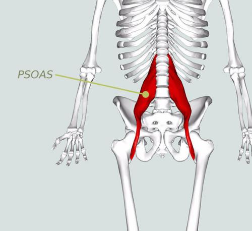 Какие упражнения наиболее эффективны для развития мышц таза и подвздошных мышц. Как растянуть подвздошно-поясничную мышцу упражнения