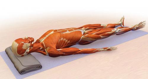 Какие упражнения наиболее эффективны для развития мышц таза и подвздошных мышц. Как растянуть подвздошно-поясничную мышцу упражнения