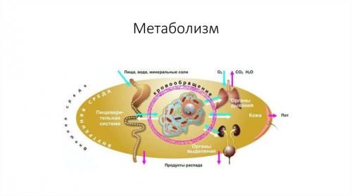 Как определить, готов ли человек к выходу из диеты