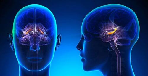 Может ли мозг влиять на обмен веществ. Как наша память влияет на углеводный обмен веществ