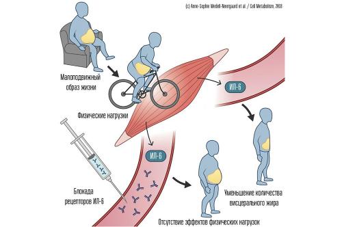 Эффективные методы избавления от висцерального жира: что работает на самом деле 03