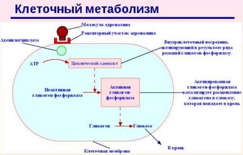 Как правильно использовать травы и чаи для улучшения обмена веществ 05 Как правильно использовать травы и чаи для улучшения обмена веществ 05