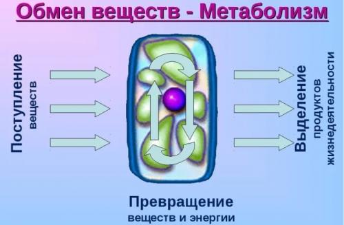 Почему метаболизм замедляется с возрастом и как с этим бороться 02 Почему метаболизм замедляется с возрастом и как с этим бороться 02